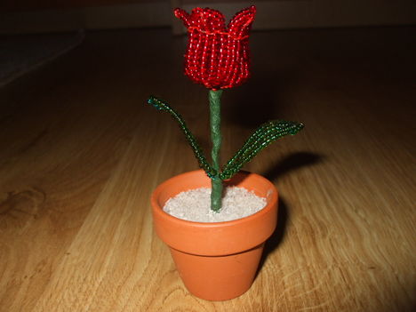 Piros tulipán cserépben