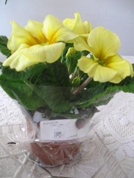 Primula ( babakecsó )
