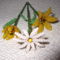 Tulipán, margaretta, liliom