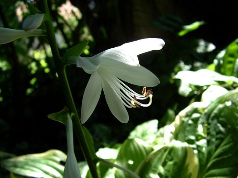 012Hosta018