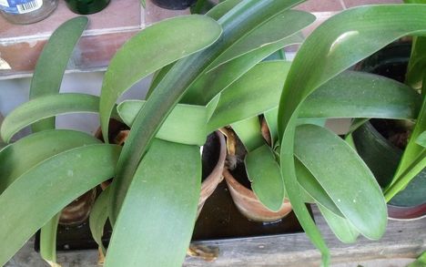 Anyó nyelv Haemanthus albiflos