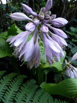 Árnyékliliom Hosta