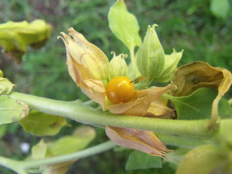 Ashwagandha (Withania somnifera)