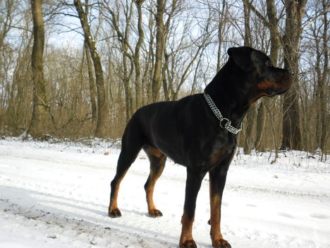 SAM_0571