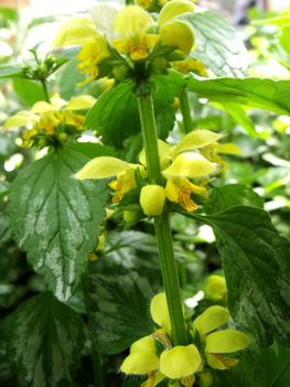 Sárga árvacsalán Lamium album)
