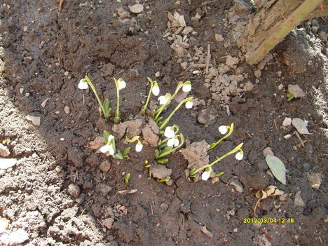 Tavasz március 2012 2