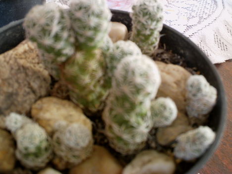 2012 cserevirágok 010