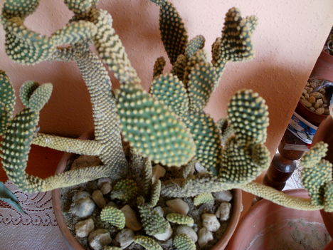 2012 cserevirágok 020