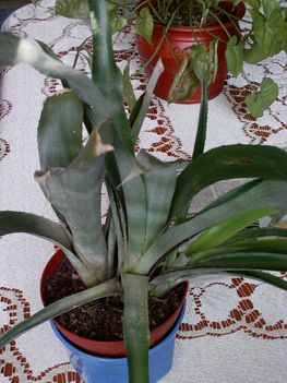 2012 cserevirágok 031
