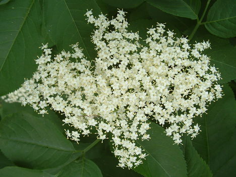 Bodzavirág