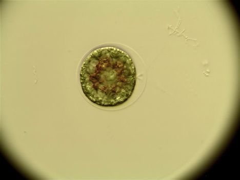 Chlamydomonas  (Zöldalga faj)