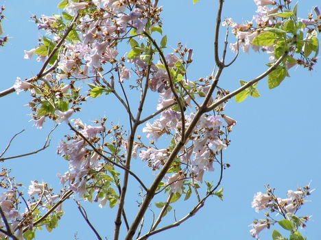 Császárfa Paulownia tomentosa
