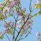 Császárfa Paulownia tomentosa