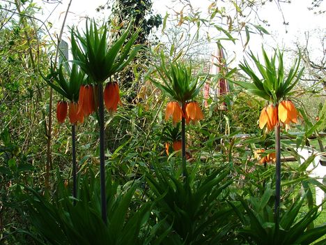 Császárkorona  (Fritillaria imperialis