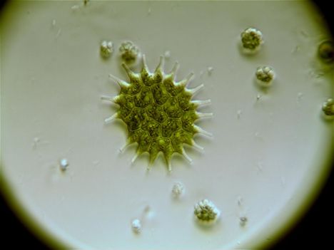 Csillag alga
