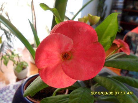 nagyvirágú euphorbia milli
