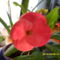 nagyvirágú euphorbia milli
