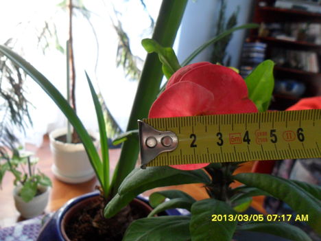 nagyvirágú euphorbia milli 2.