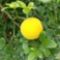 Vad citrom Poncirus trifoliata