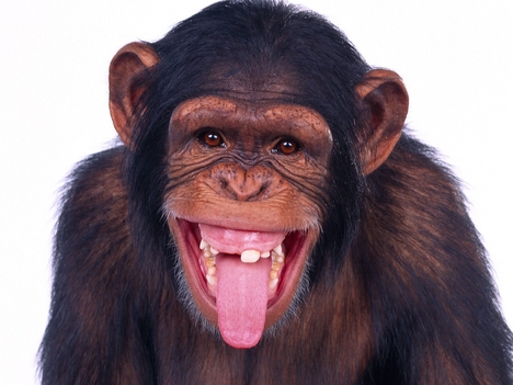 csimpanz_chimpanzee01