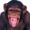 csimpanz_chimpanzee01
