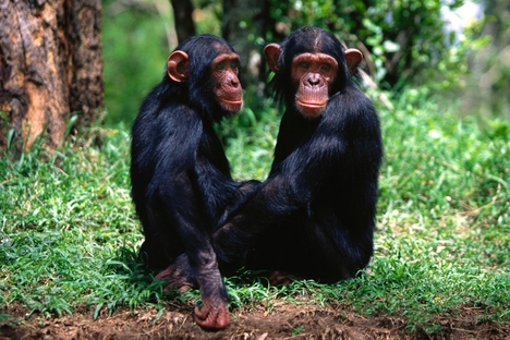 csimpanz_chimpanzee08