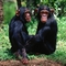 csimpanz_chimpanzee08