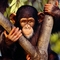 csimpanz_chimpanzee11