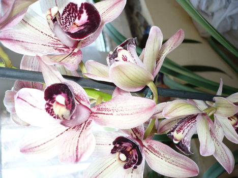 Cymbidium