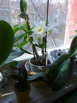 Dendrobium