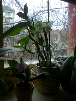 Dendrobium nobile