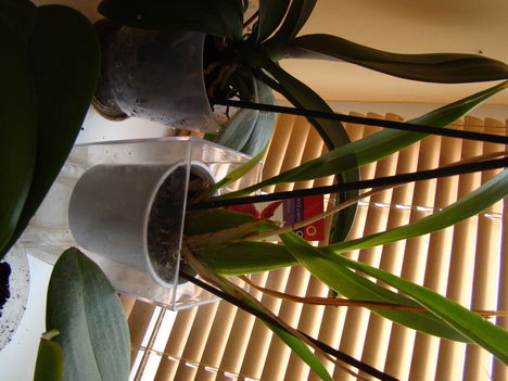 DSC01668