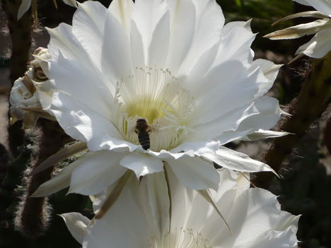 Kaktusz 11