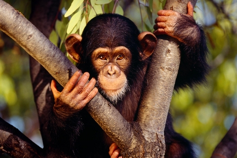 csimpanz_chimpanzee11
