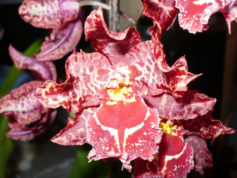 Odontoglossum