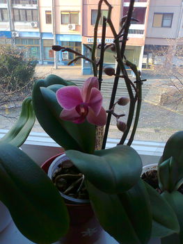 Pink lekpe 