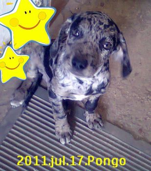 Pongó