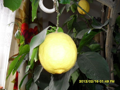 Tél 1     citrom