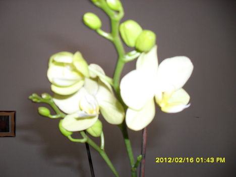 Tél 3    orchidea