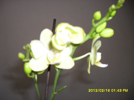 Tél 4     orchidea