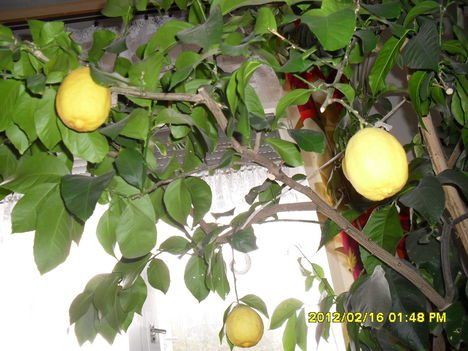 Tél 6     citrom