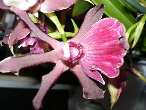 Zygopetallum