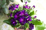 Cineraria