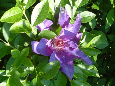 Clematis