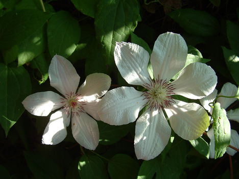 Clematis