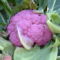 karfiol (Brassica oleracea convar. botrytis var. botrytis
