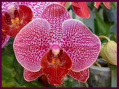 Orchideák - 002a