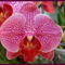 Orchideák - 002a