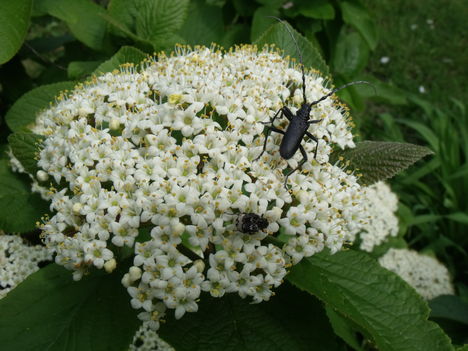 Lantana levelü Viburnum