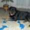 SAM_2054